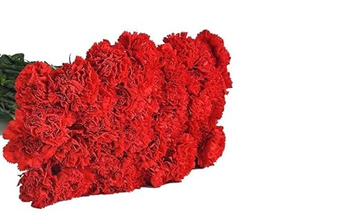 KaBloom PRIME NEXT DAY DELIVERY - Summer Collection - 50