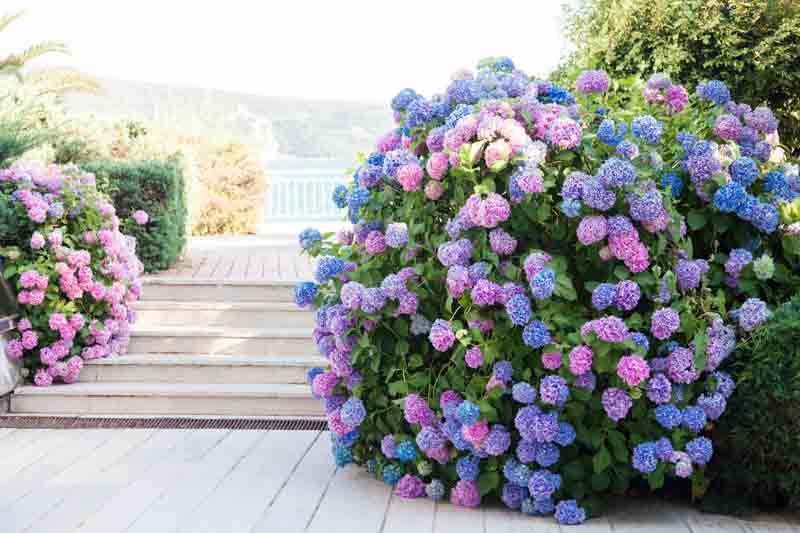 Hydrangea macrophylla (Bigleaf Hydrangea): All You Should Know